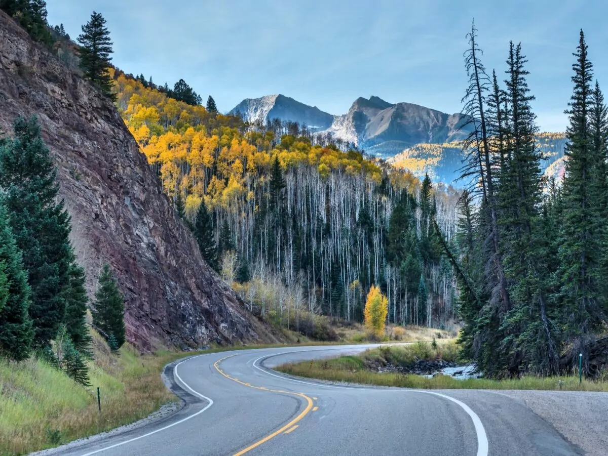 A road winds through tall conifers and into bright yellow aspen trees as it heads into the Rocky Mountains in Colorado in the fall