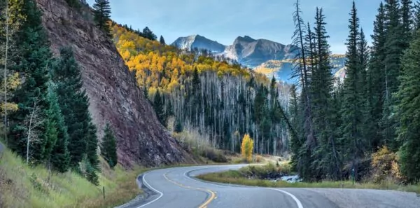 A road winds through tall conifers and into bright yellow aspen trees as it heads into the Rocky Mountains in Colorado in the fall