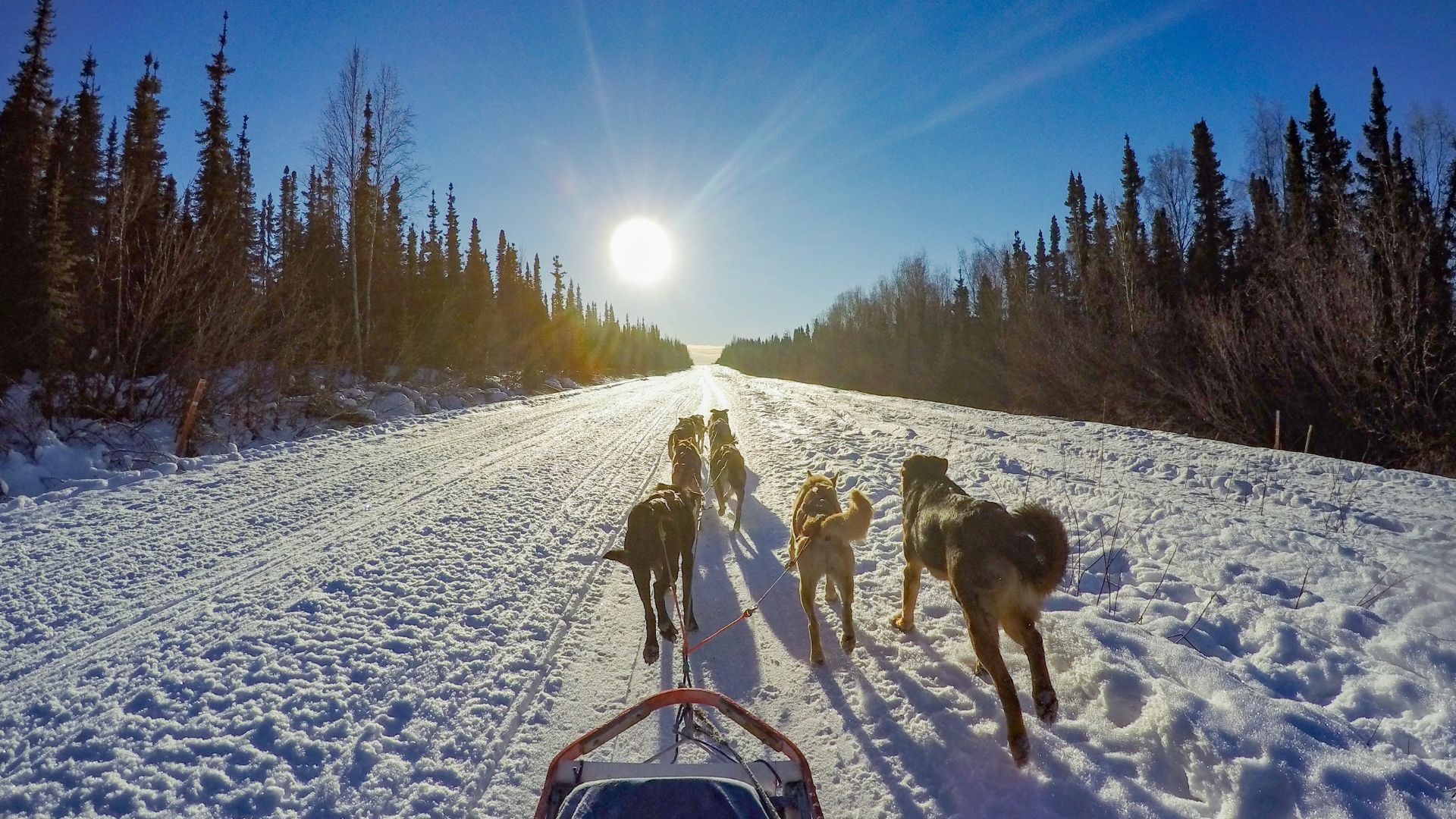 A pack of sled dogs pulls a sled over a trail of packed snow under a low sun in Alaska