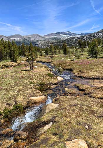 Snowmelt-fed spring in the subalpine of the Sierra, California