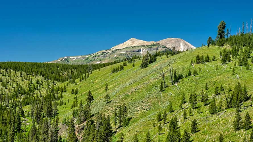 Rolling Green Hills Lead Up To Mt Holmes in Yellowstone
