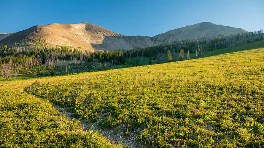 Peaceful Trail Heading Up to Mt Holmes in Yellowstone backcountry