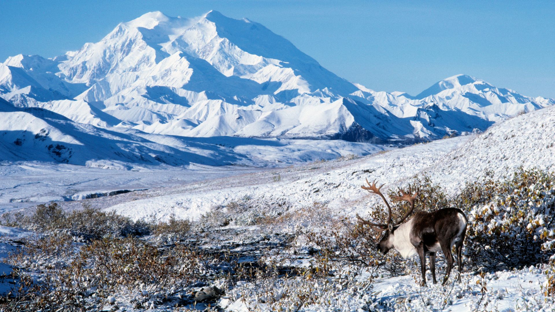 A caribou stands in front of a winter landscape in Alaska