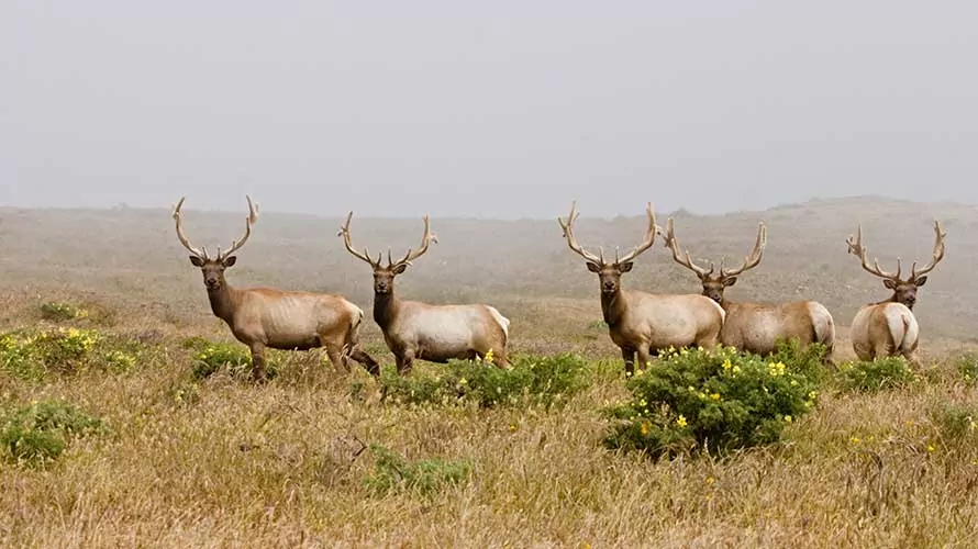 "Tule Elk - five young males at Point Reyes National Seashore, with velvet antlers"