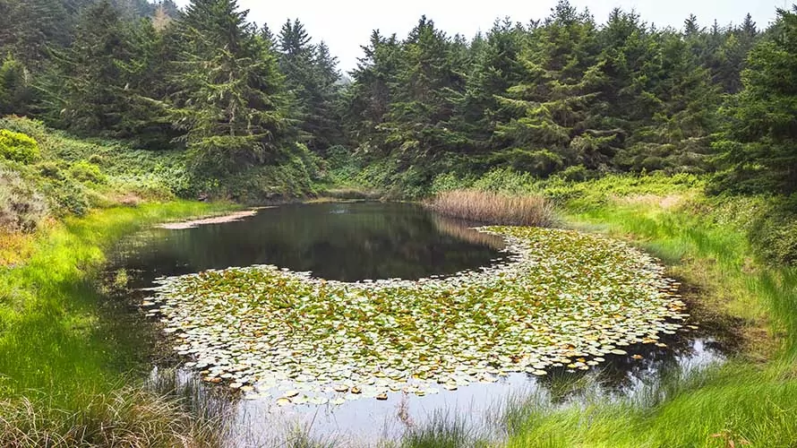 Small pond in a meadow, surrounded by pine trees