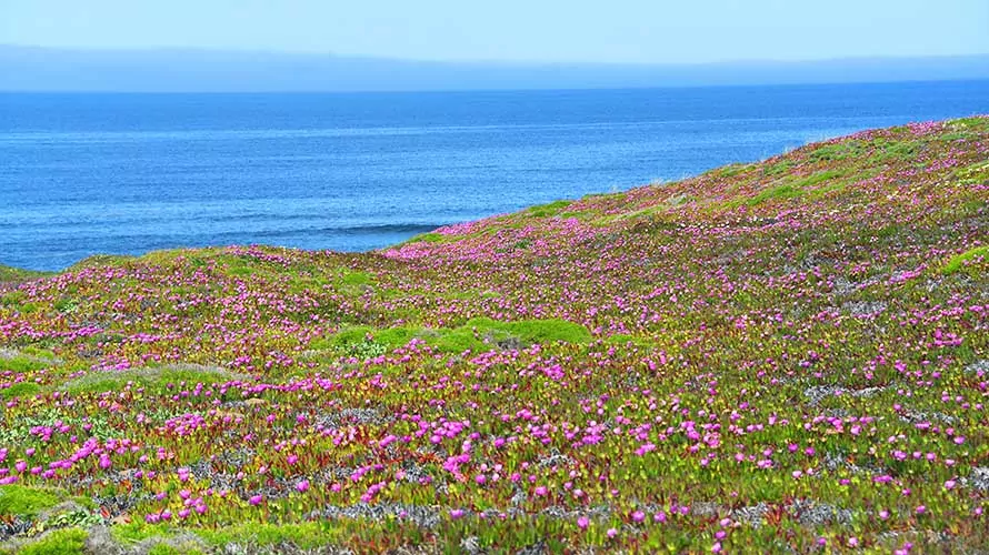 Large format panorama of a beach side hill filled with the beautiful purple blooms of Ice Plants at the point Reyes National Seashore in California.