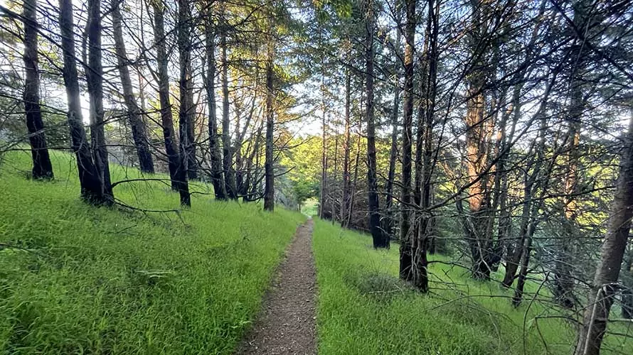 Trail through Douglas Fir forest in Point Reyes National Seashore