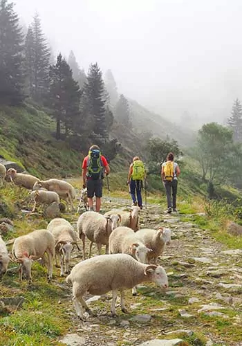 Hikers on a mountain trail in the Pyranees with a herd of sheep