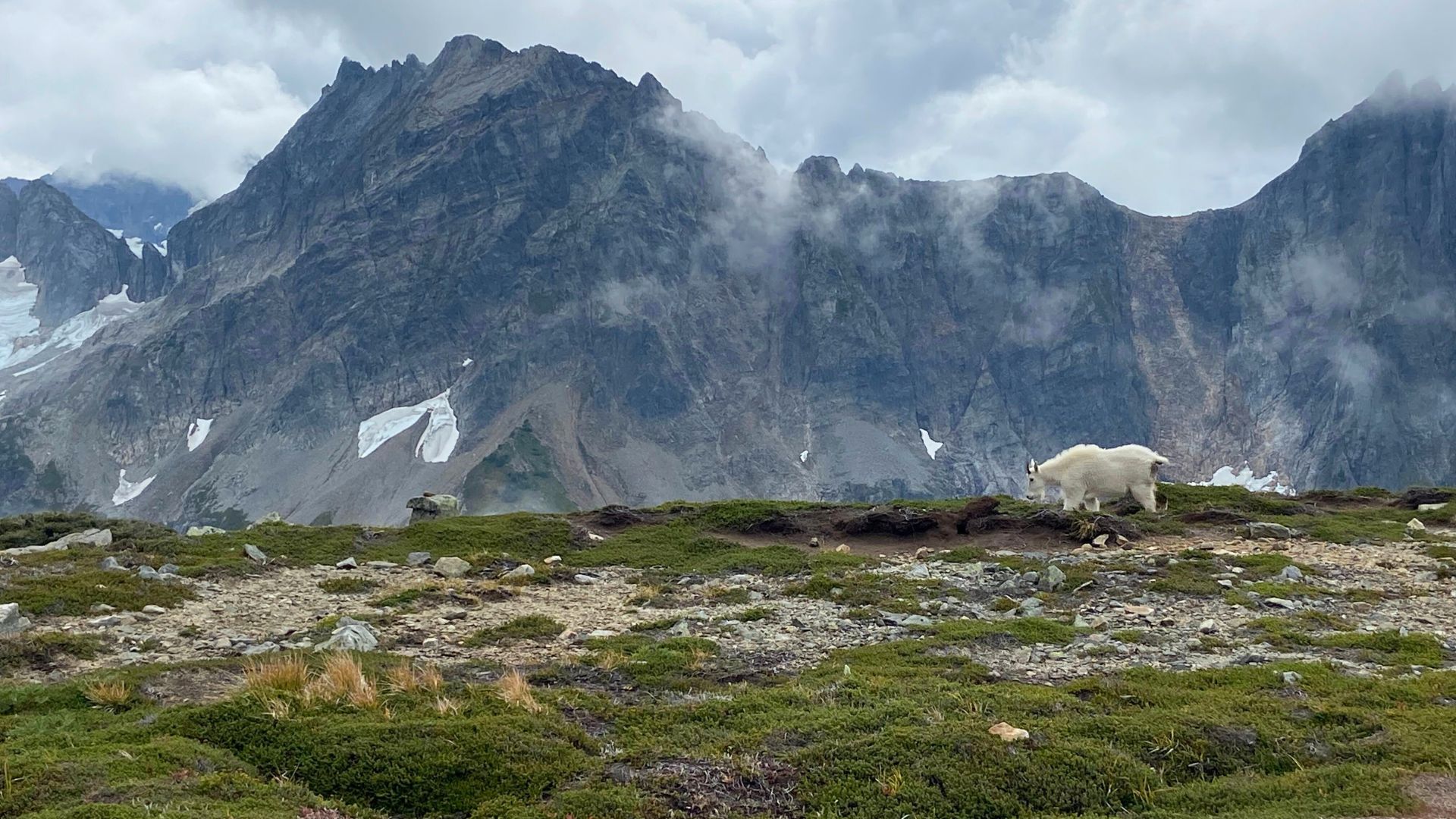 A mountain goat roams in the mountains of the North Cascades