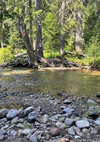 Pristine river and trees in Goat Rocks Wilderness, Washington