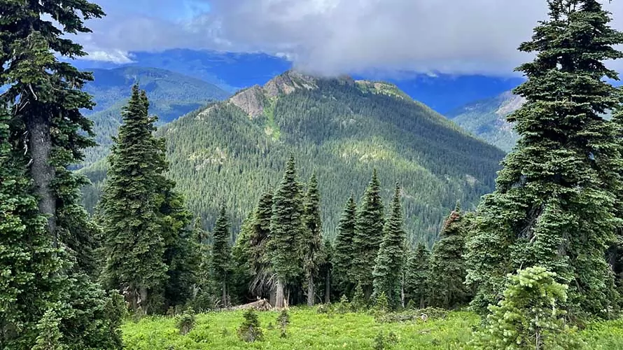Conifers, meadow and mountains with low clouds in the Goat Rocks Wilderness