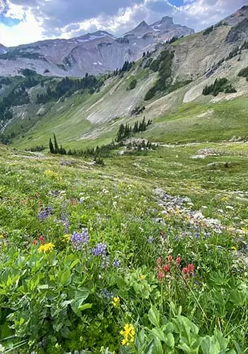 Wildflowers in the Cascades, Goat Rocks Wilderness