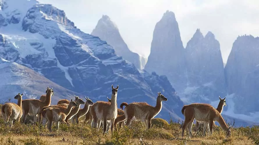Herd of Guanaco (Lama guanicoe) grazing on a hillside in Torres del Paine National Park in the Magallanes region of southern Chile.