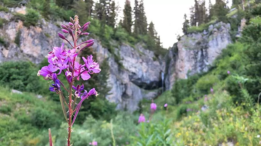 Beautiful wildflower in front of waterfall in the Wyoming Range