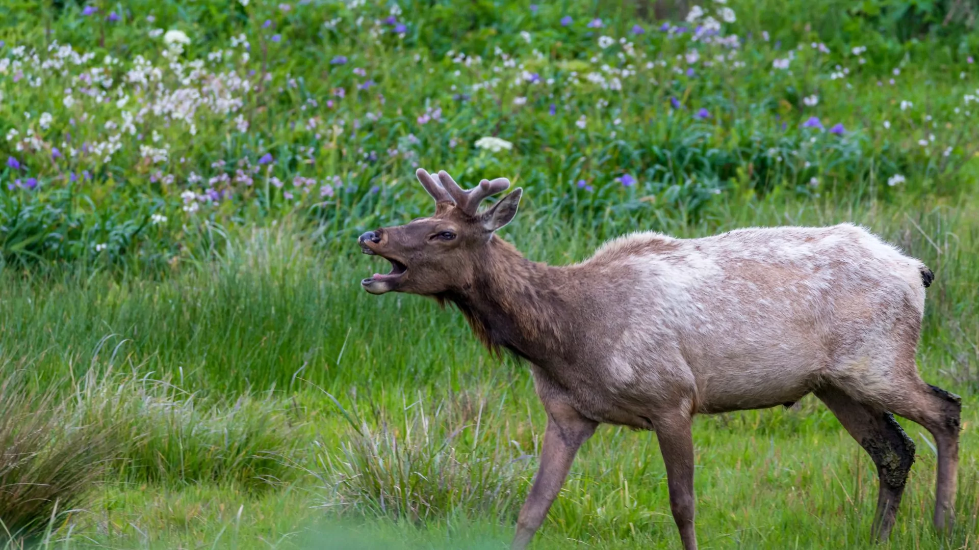 A tule elk bugles at Point Reyes National Seashore