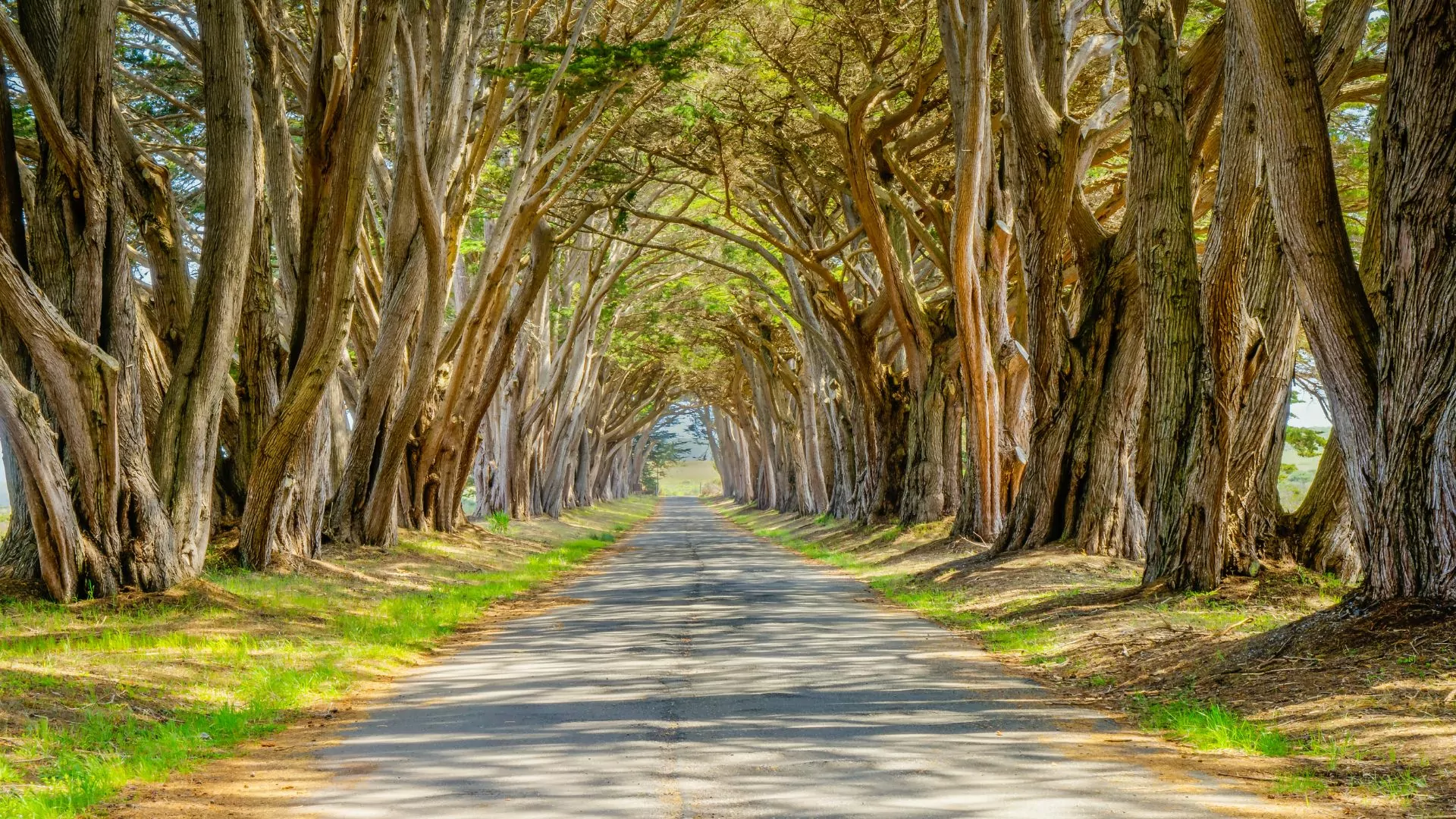 A tunnel of cypress tress arches over a sunlight road in California's Point Reyes