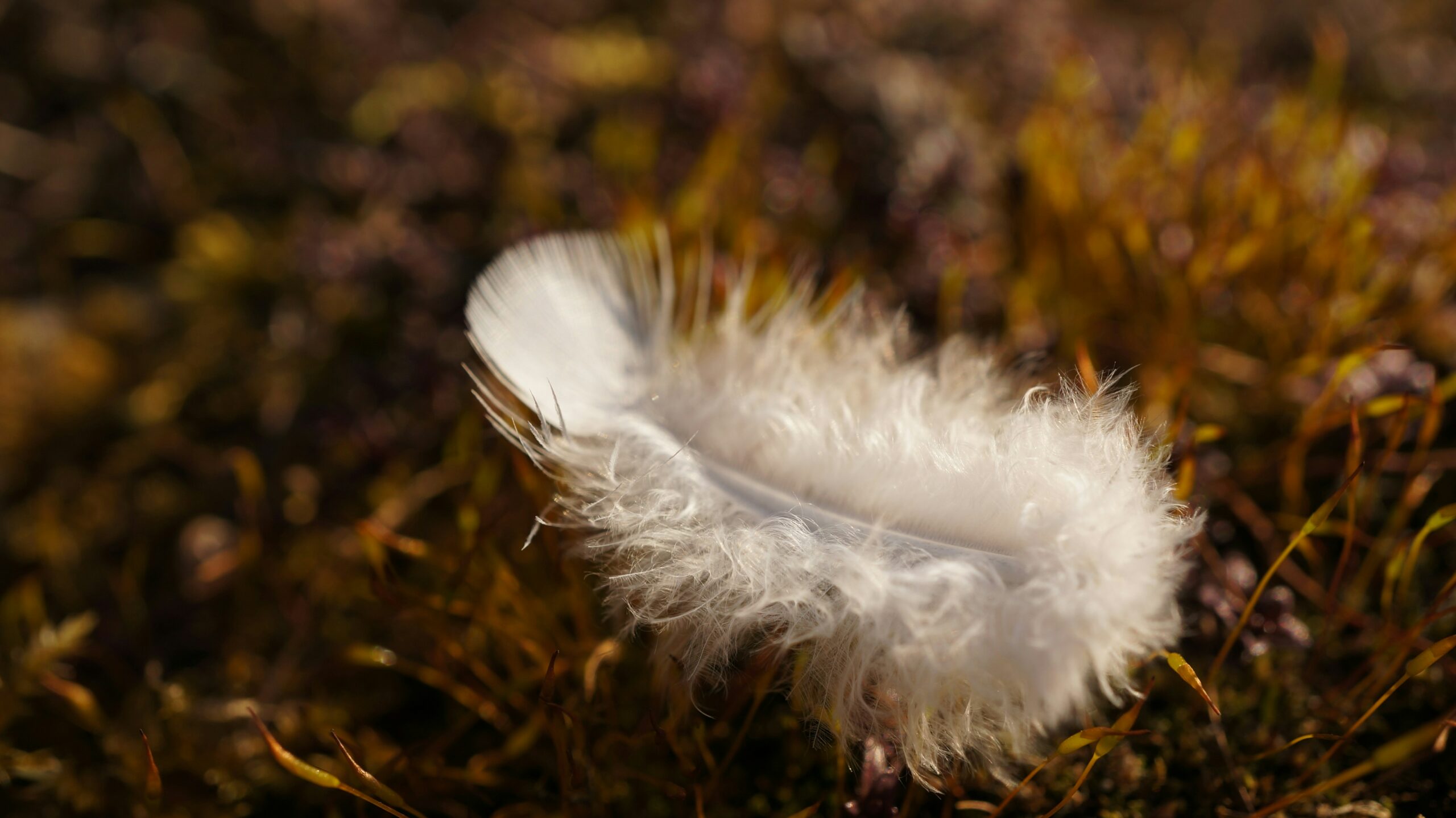 single goose down feather