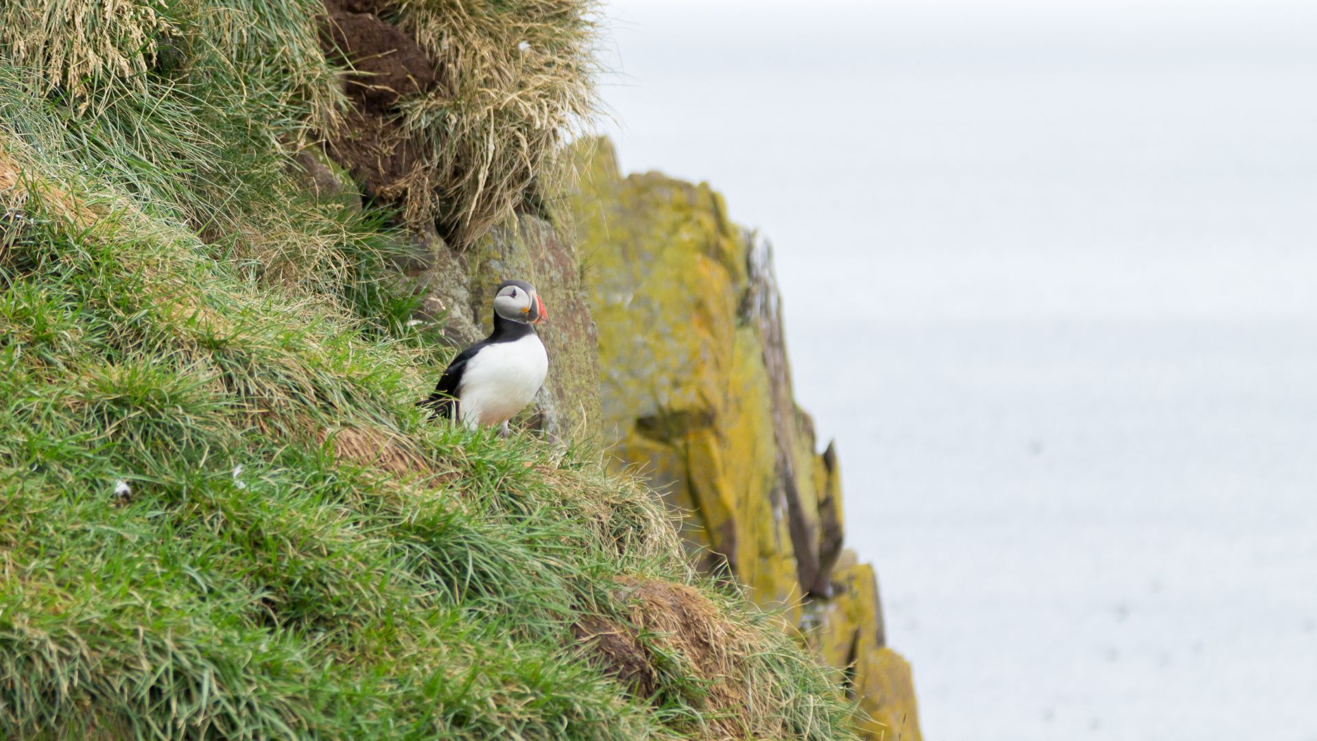 A puffin stands on a grassy slope by the Icelandic coast