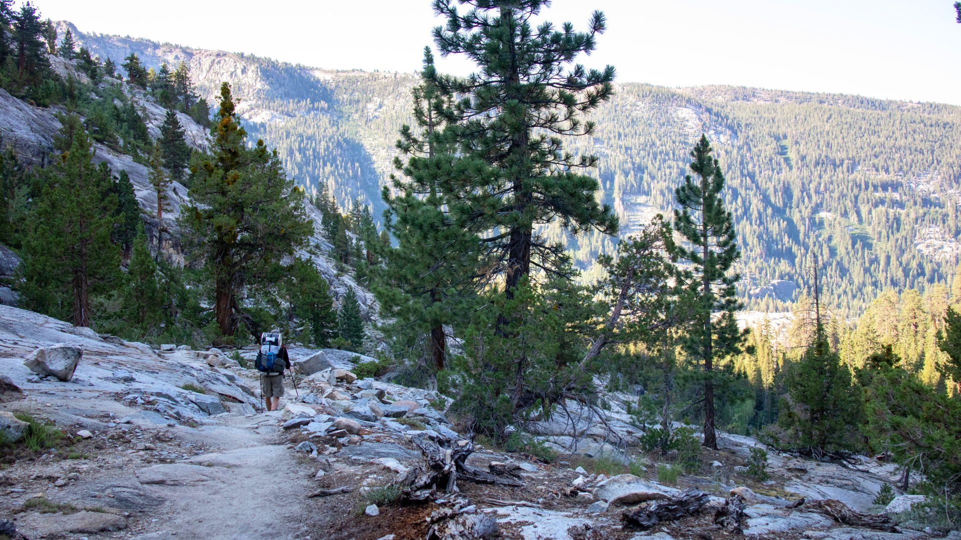 A backpacker disappears into the distance between towering pine trees and forested hillsides