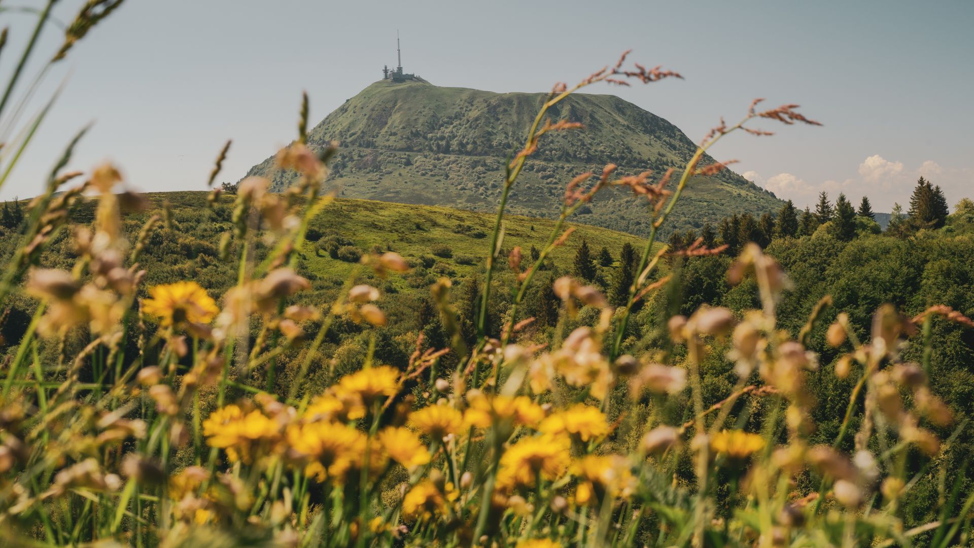 A dormant volcano rises behind a field of grass and wildflowers