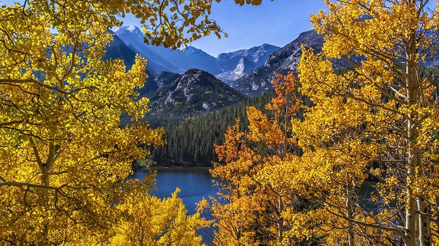A vignette of colorful quaking aspen trees surrounds Bear Lake and Longs Peak in Rocky Mountain National Park near Estes Park, Colorado.