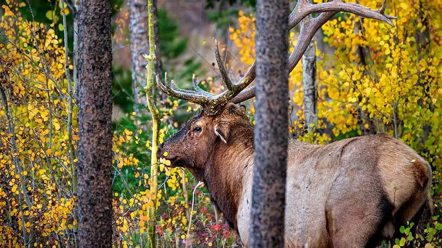 Bull Elk during Fall in Rocky Mountain National Park Colorado