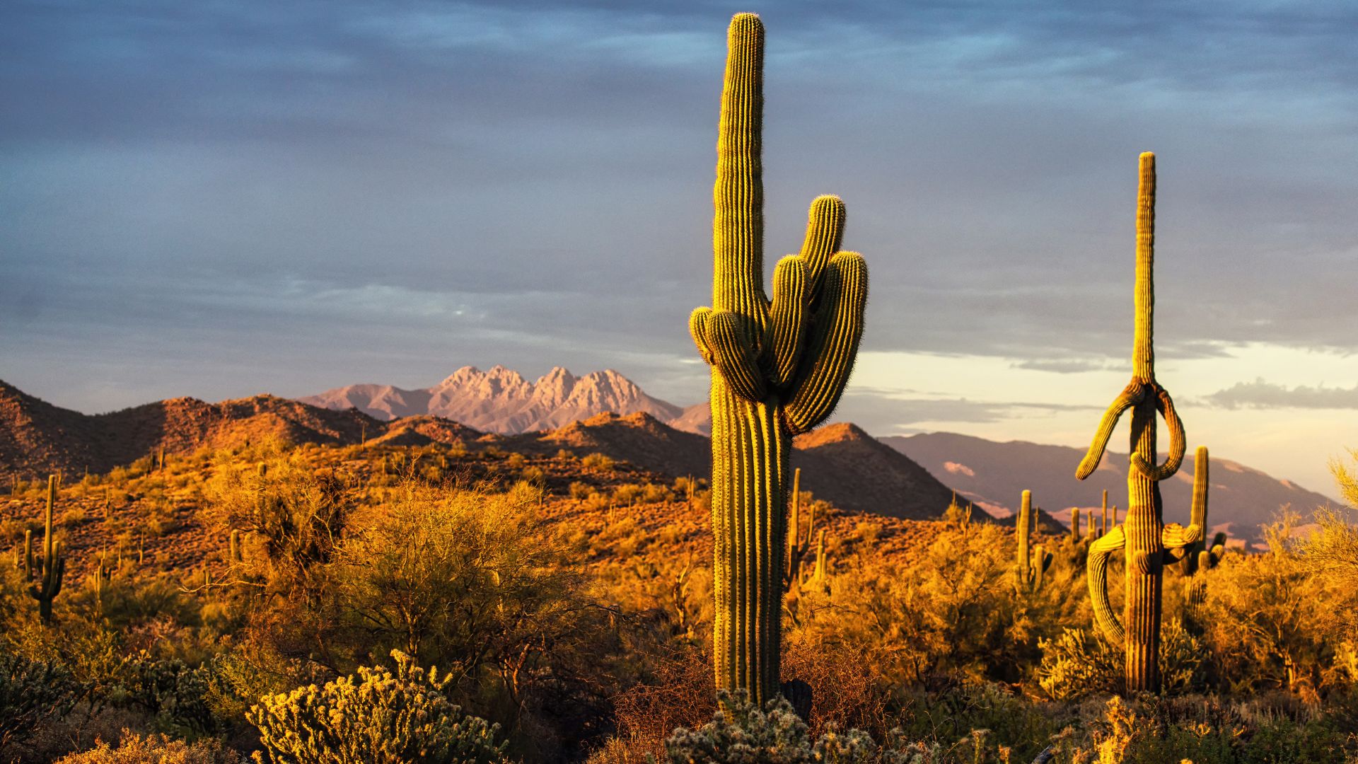 A cactus rises against a backdrop of the sonoran desert