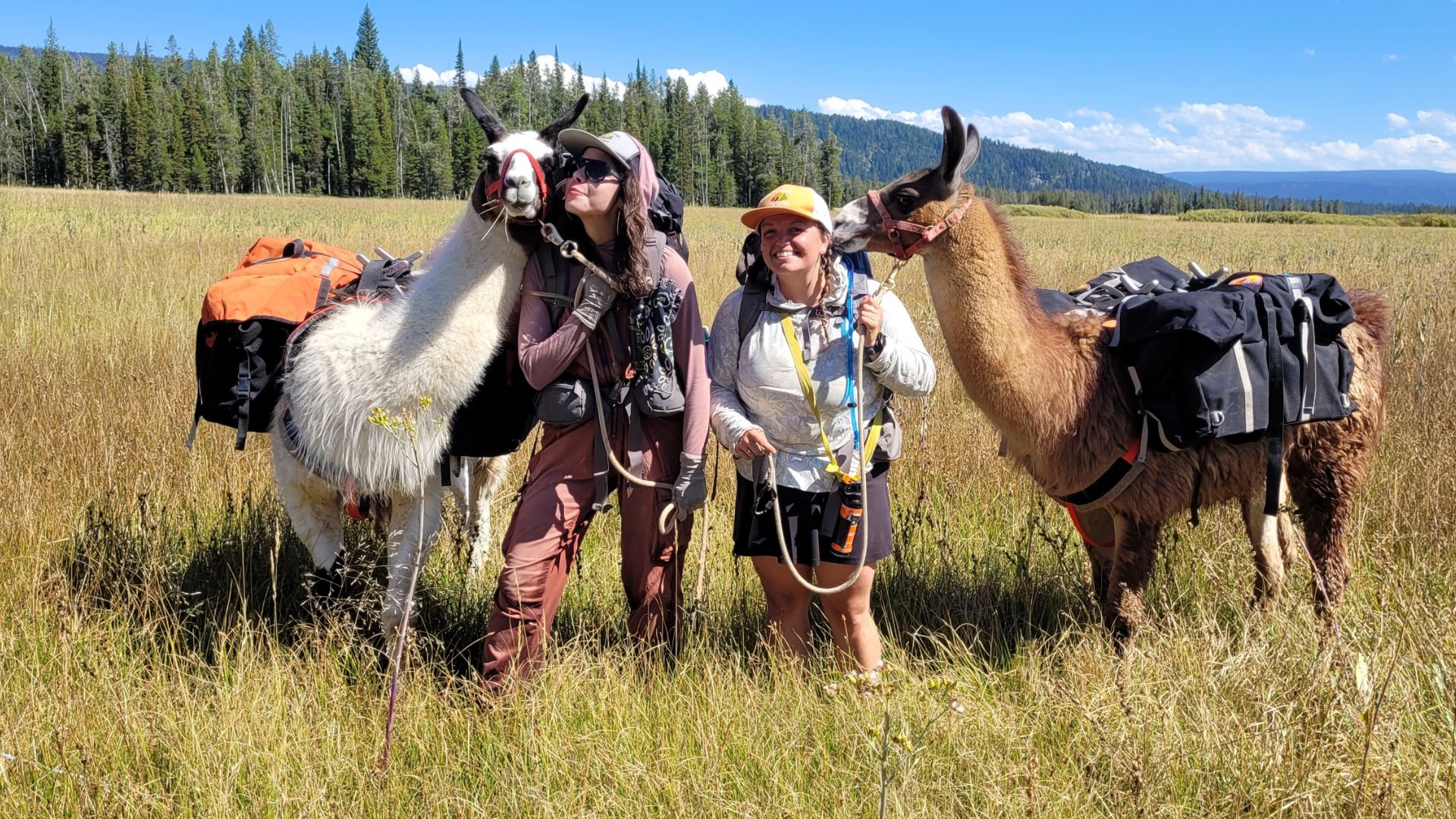 Two trekkers stand with their pack llamas in Yellowstone