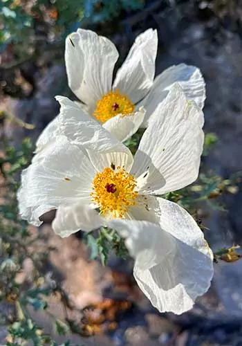 Beautiful desert wildflowers in Aravaipa Canyon, Arizona