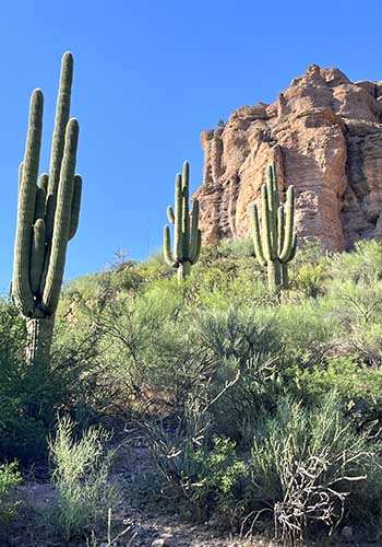 Saguaro Cacti in Aravaipa Canyon