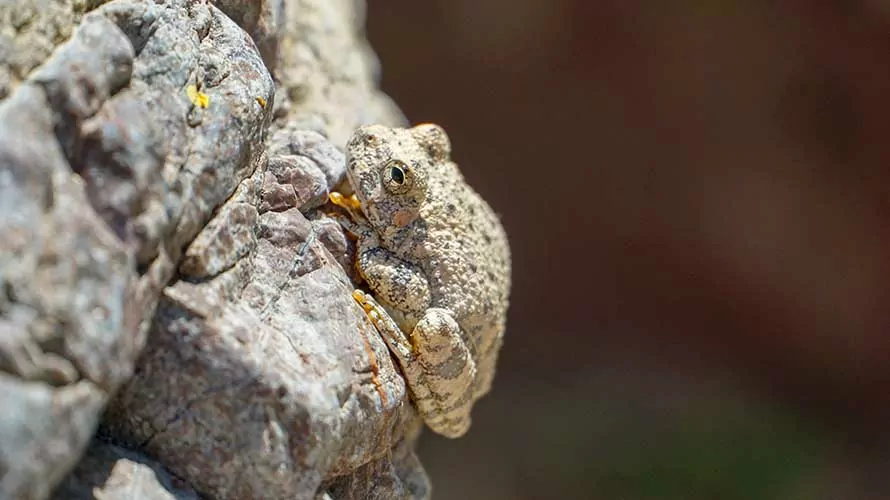 Frog in Aravaipa Canyon Wilderness, Arizona