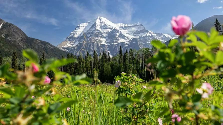 Mount Robson Mountain Summit in Summer, British Columbia, Canada. The Mount Robson is one of the highest summits in Canada and located in the Mount Robson Provincial Park, BC.