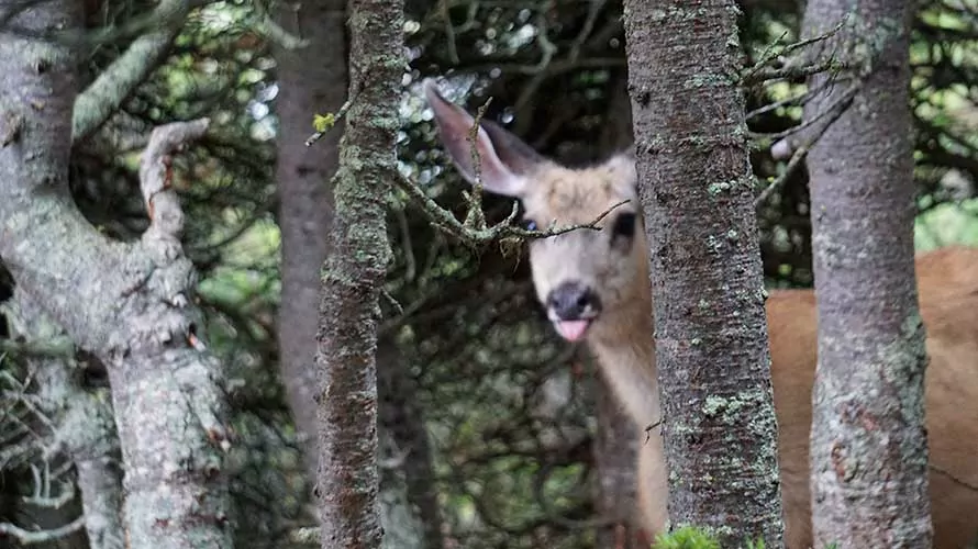 Mule deer in the Canadian Rockies