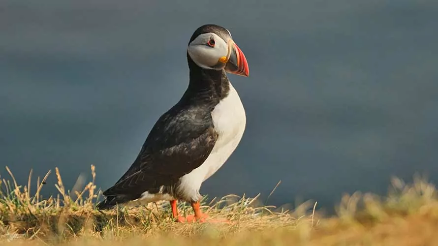 Puffin in Iceland