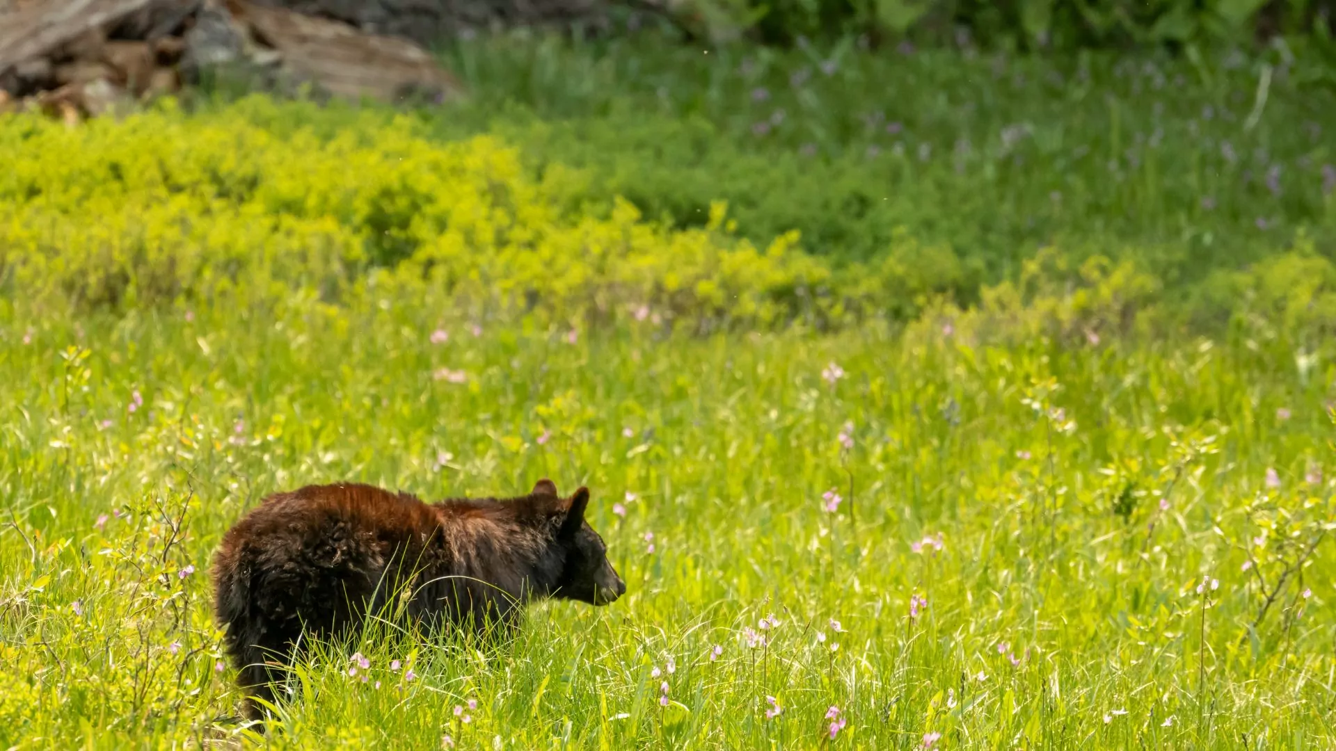 A black bear grazes in a field in Seqoia National Park