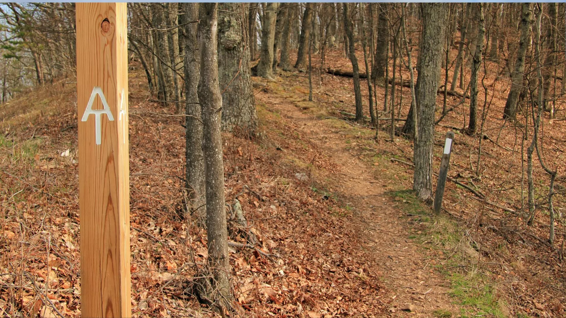 A signpost reading "AT" stands next to a trail leading through the forest