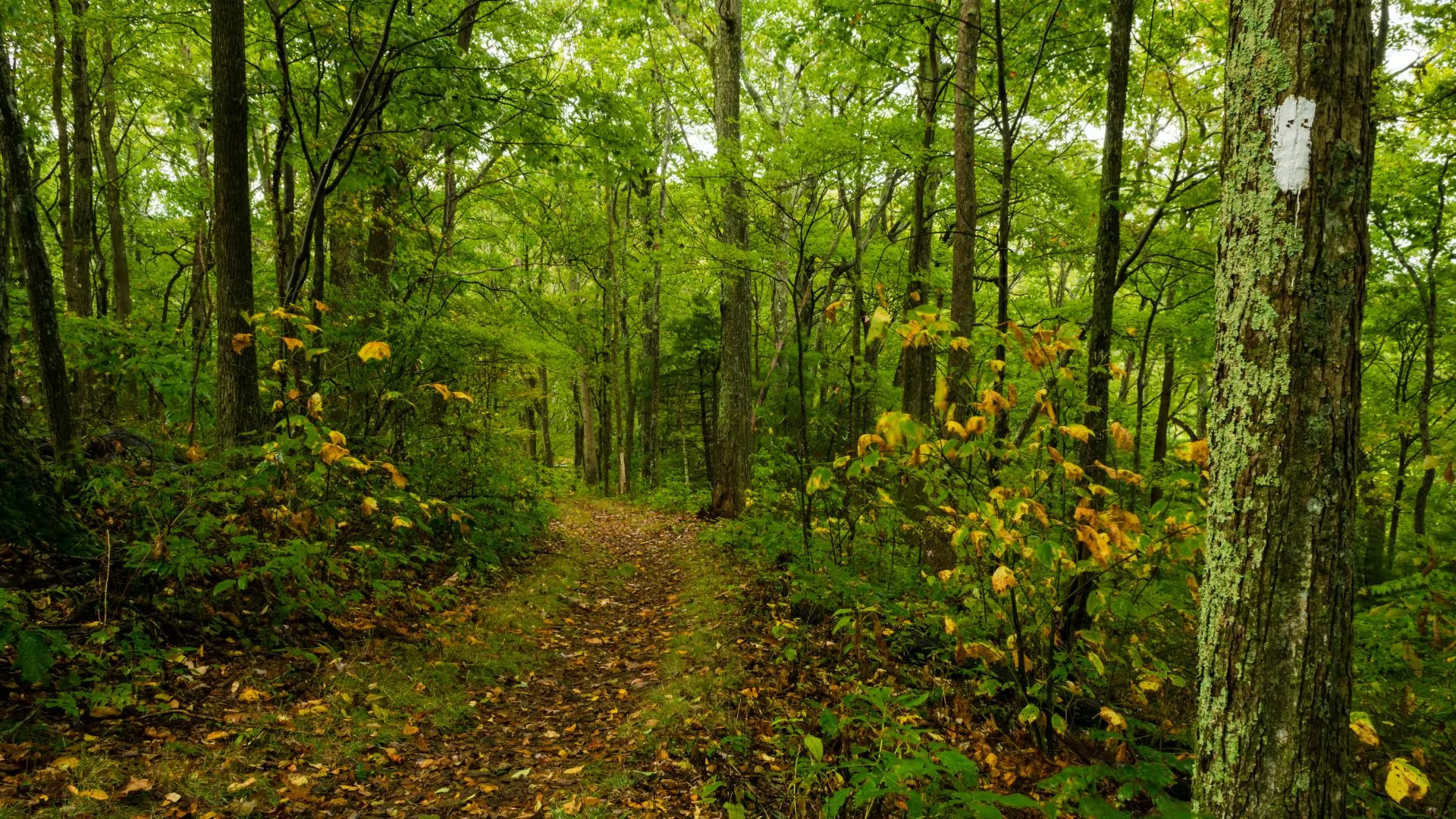 A white appalachian trail blaze on a tree marks a trail through the forest