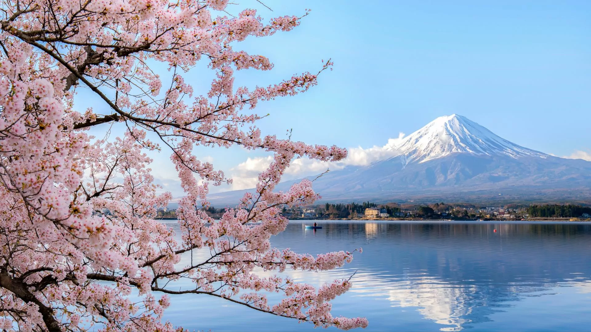 Cherry blossoms border a view of Mount Fuji in Japan