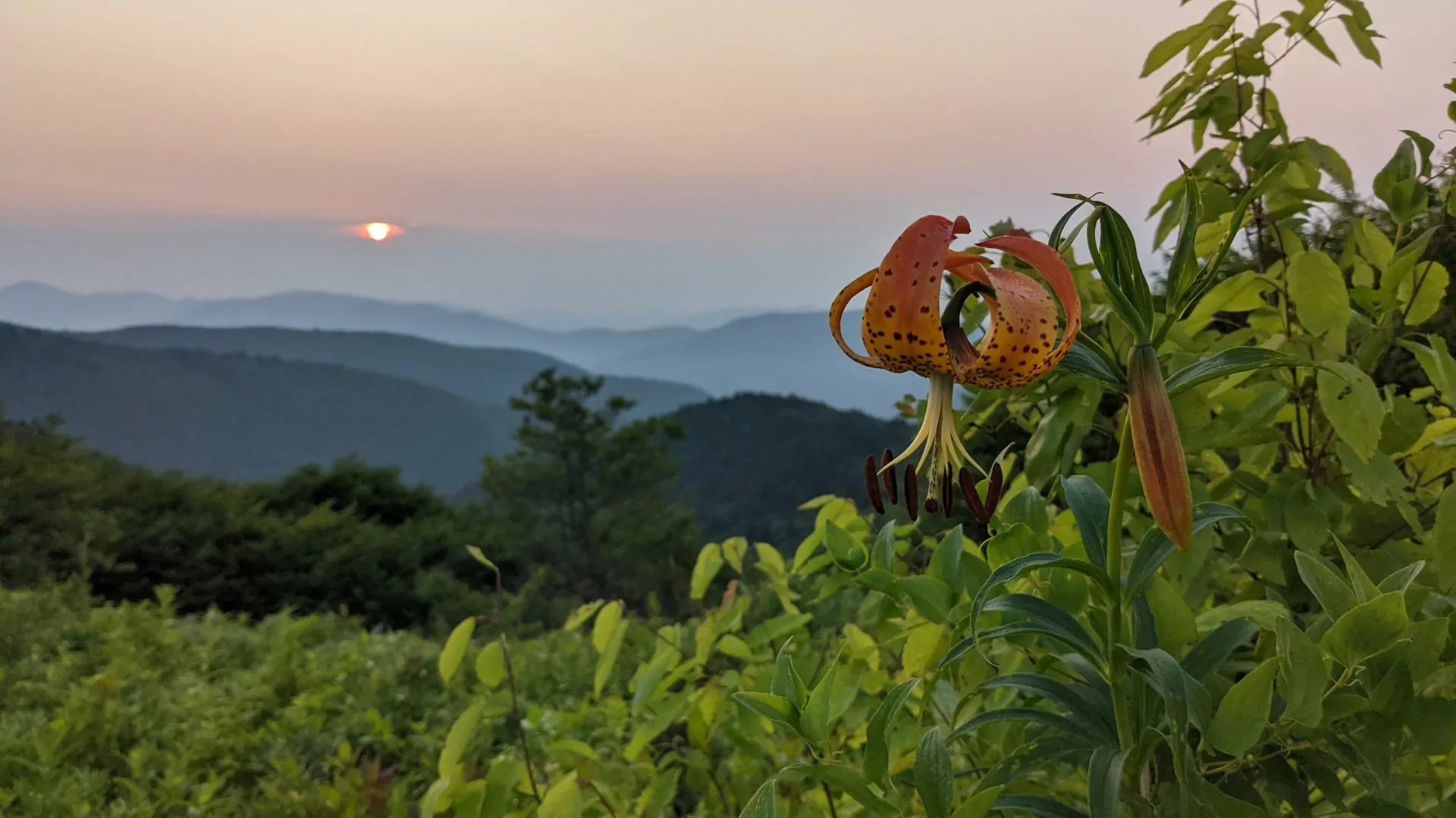 A flower and lush greenery proceed a hazy view of the mountains