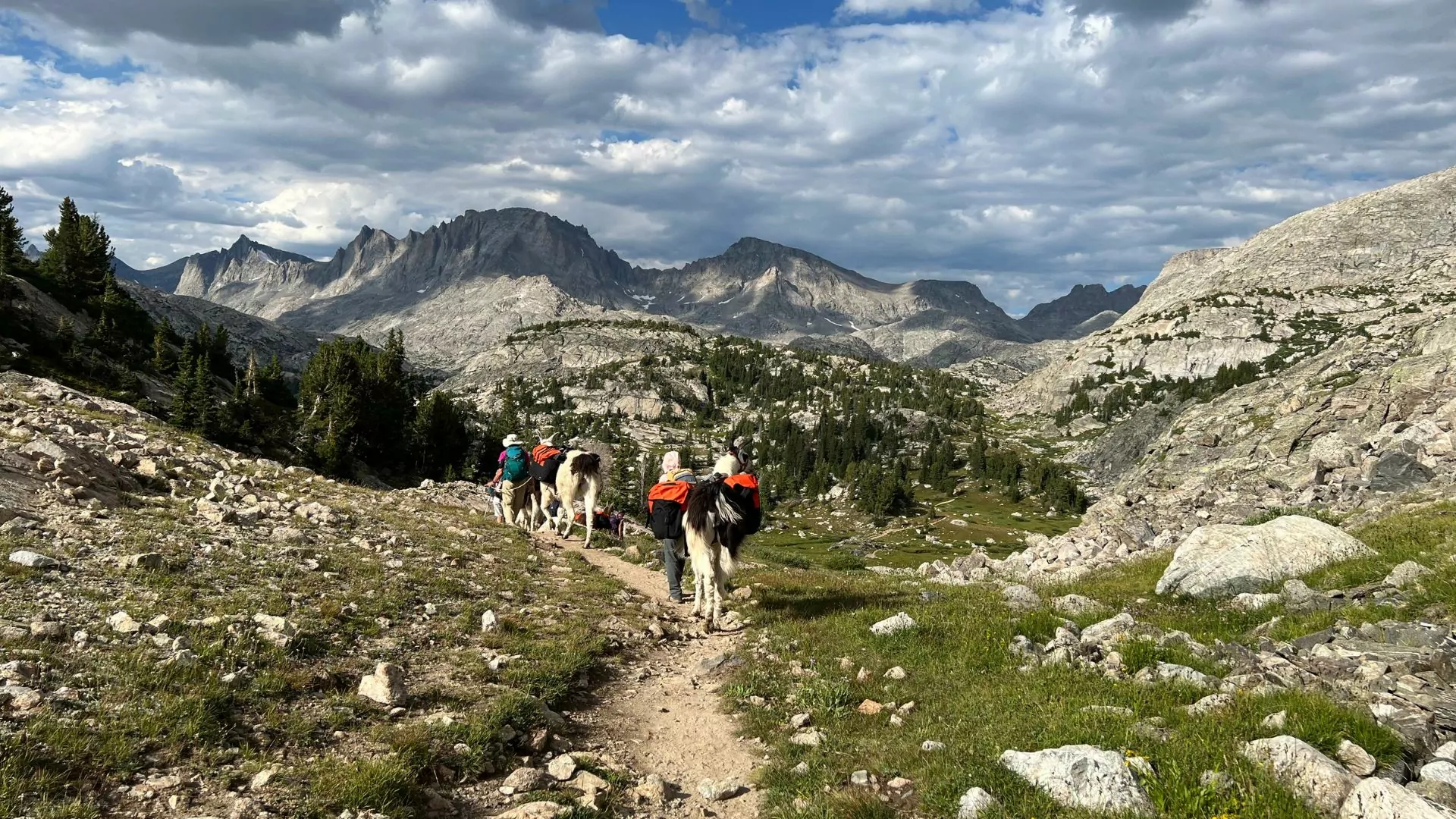 Hikers lead pack llamas in the mountains of wyoming