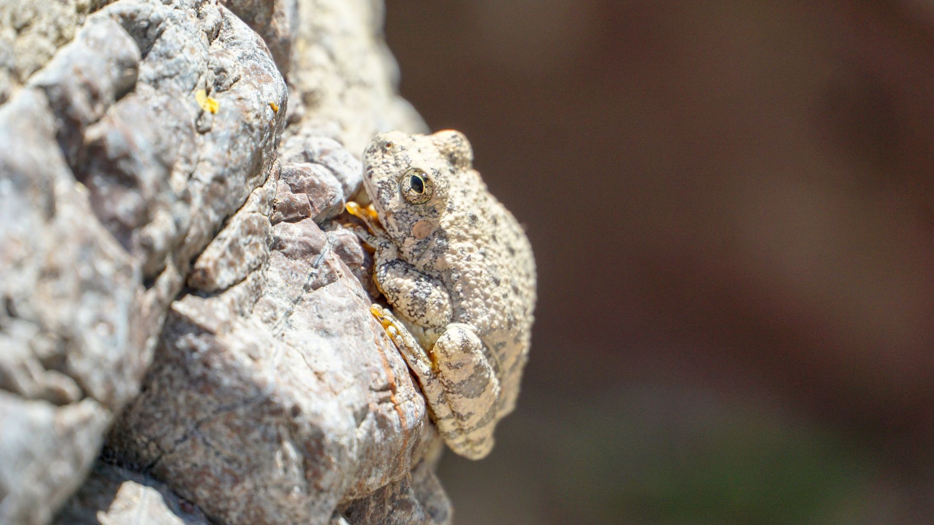 A camouflaged frog clings to a rock in the sun