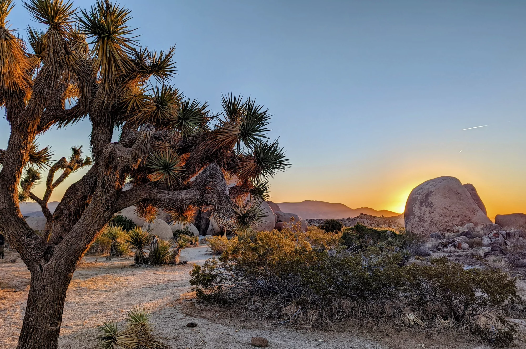 A Joshua Tree stands out at sunrise