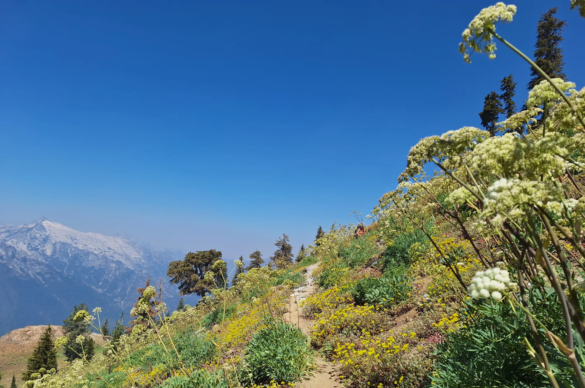 Wildflowers bloom in the Trinity Alps Wilderness Area