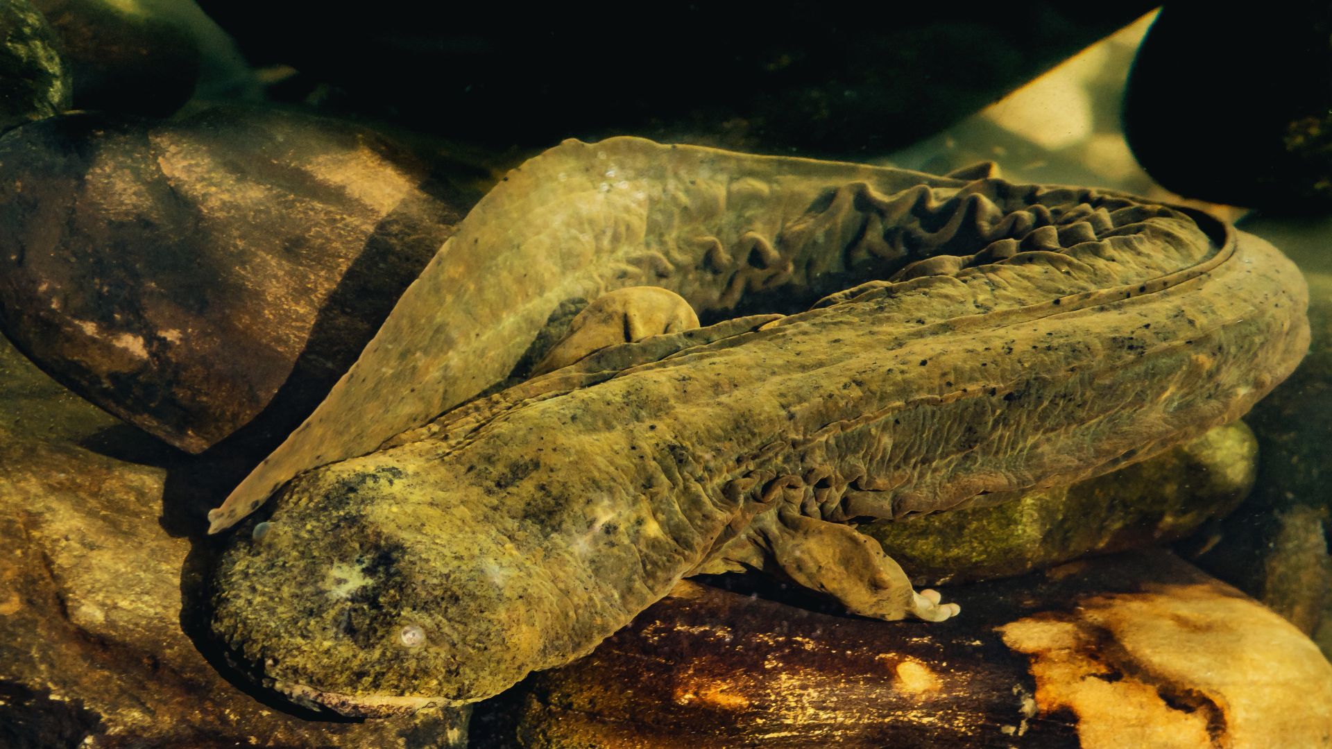 A hellbender salamander swims underwater