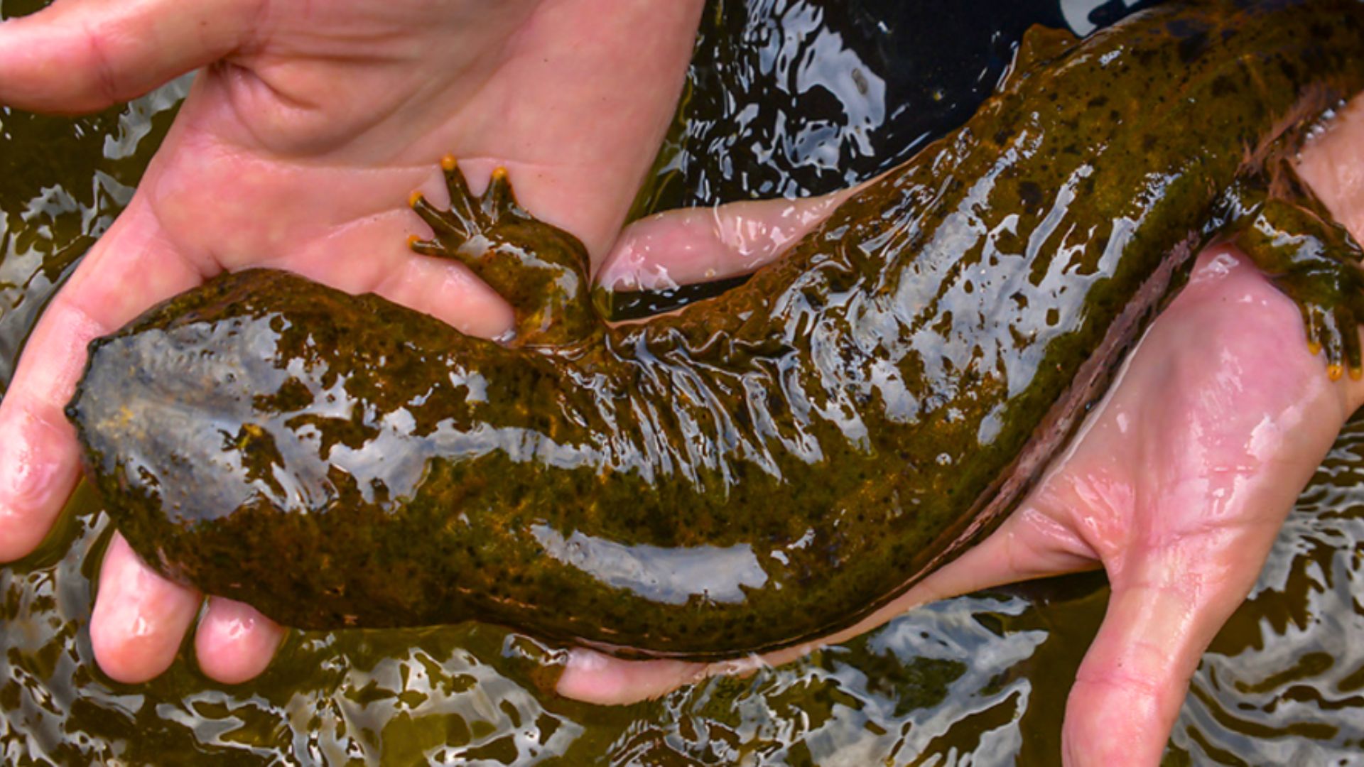 A hellbender salamander is held in a pair of hands