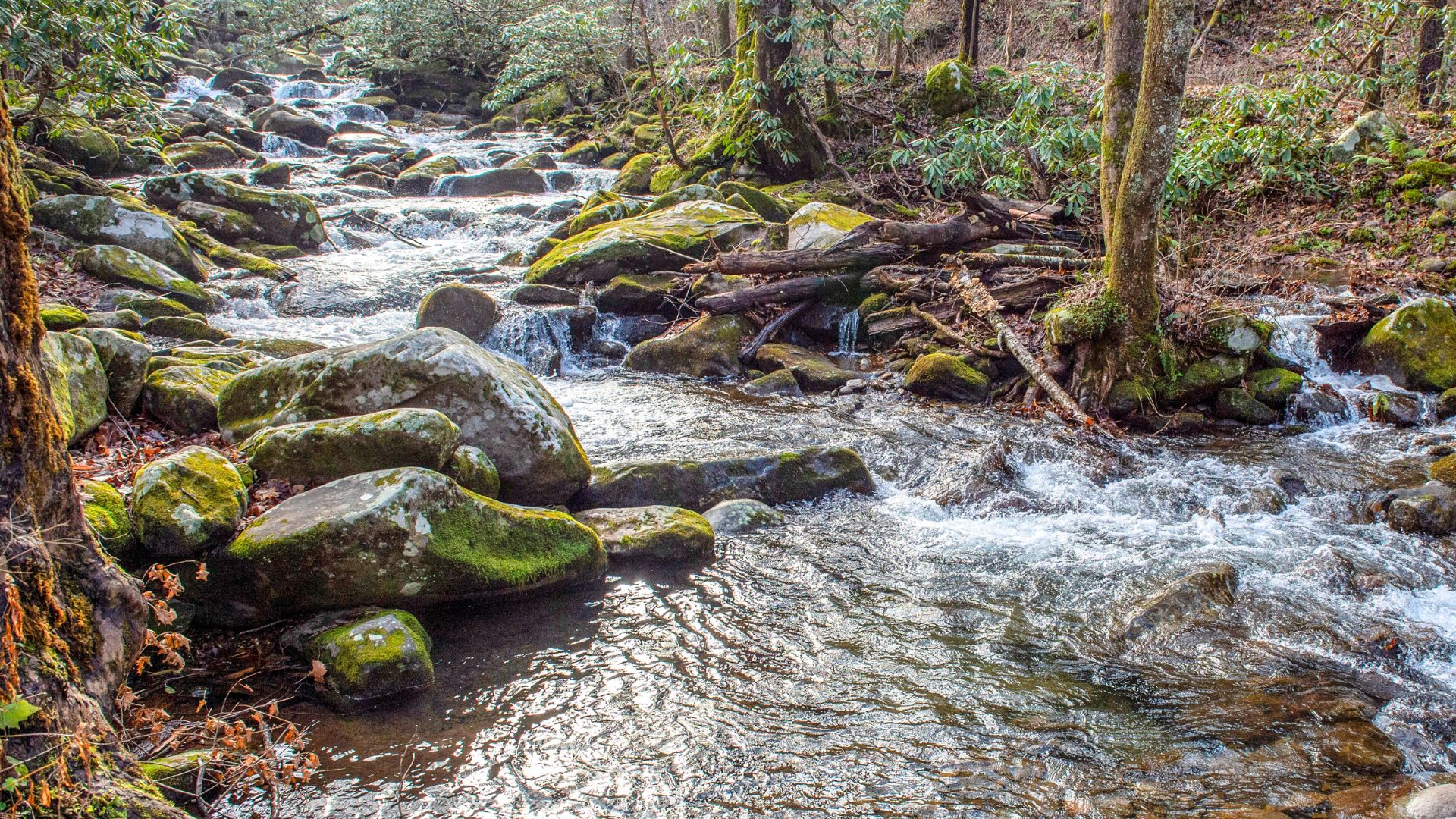 A creek runs through a forest in the smoky mountains