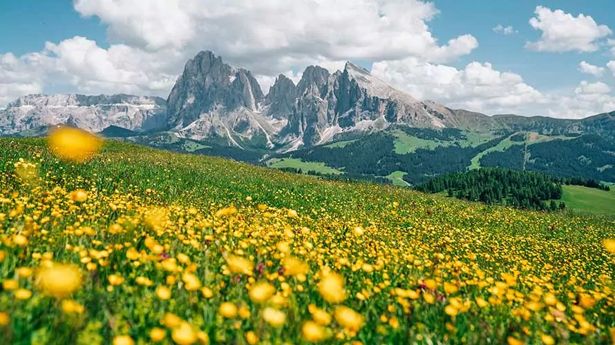 Alpe di Siusi with Sassolungo, Langkofel mountain group in Dolomites, Italy. Trentino Alto Adige. Flowers in the foreground.