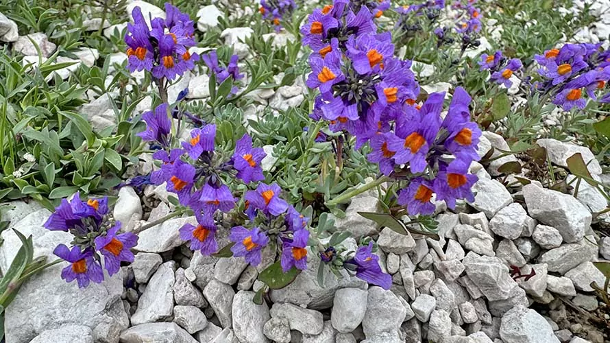 Beautiful alpine wildflowers in the Italy