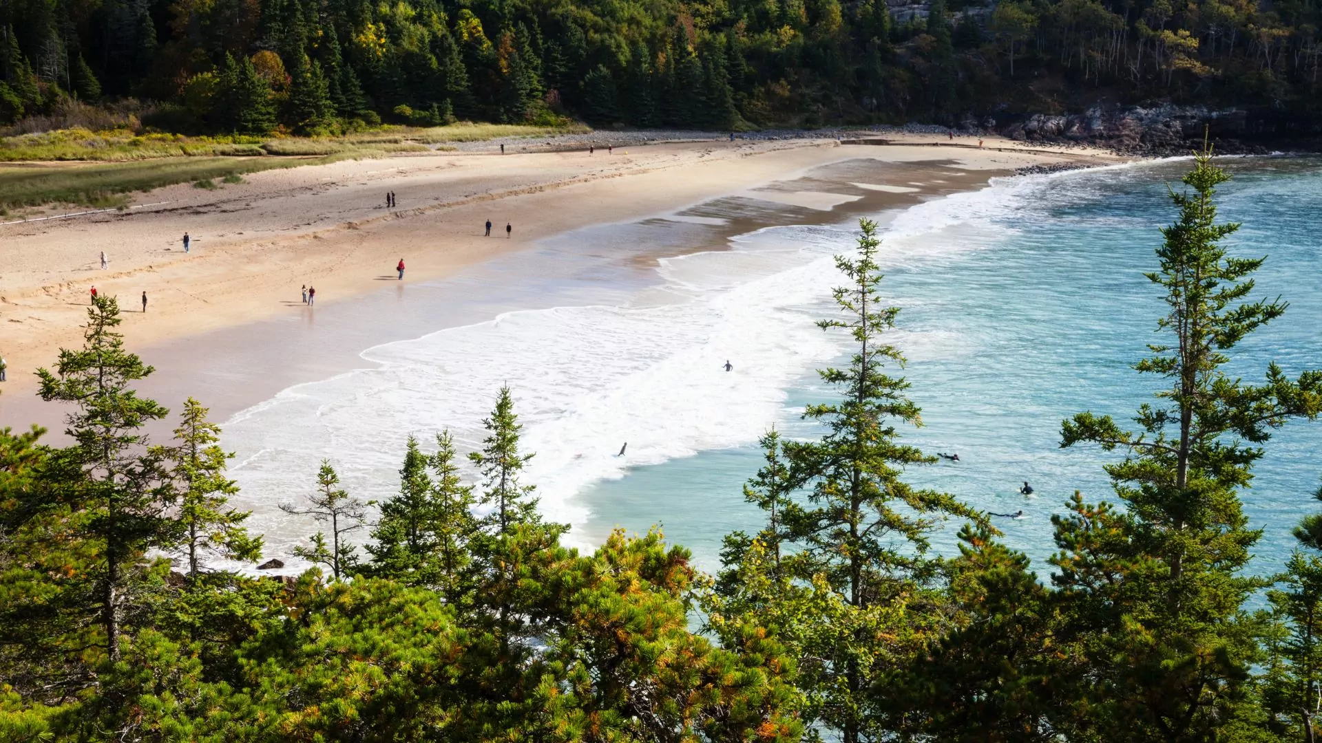 A sandy beach stretches between pine forest at Acadia National Park