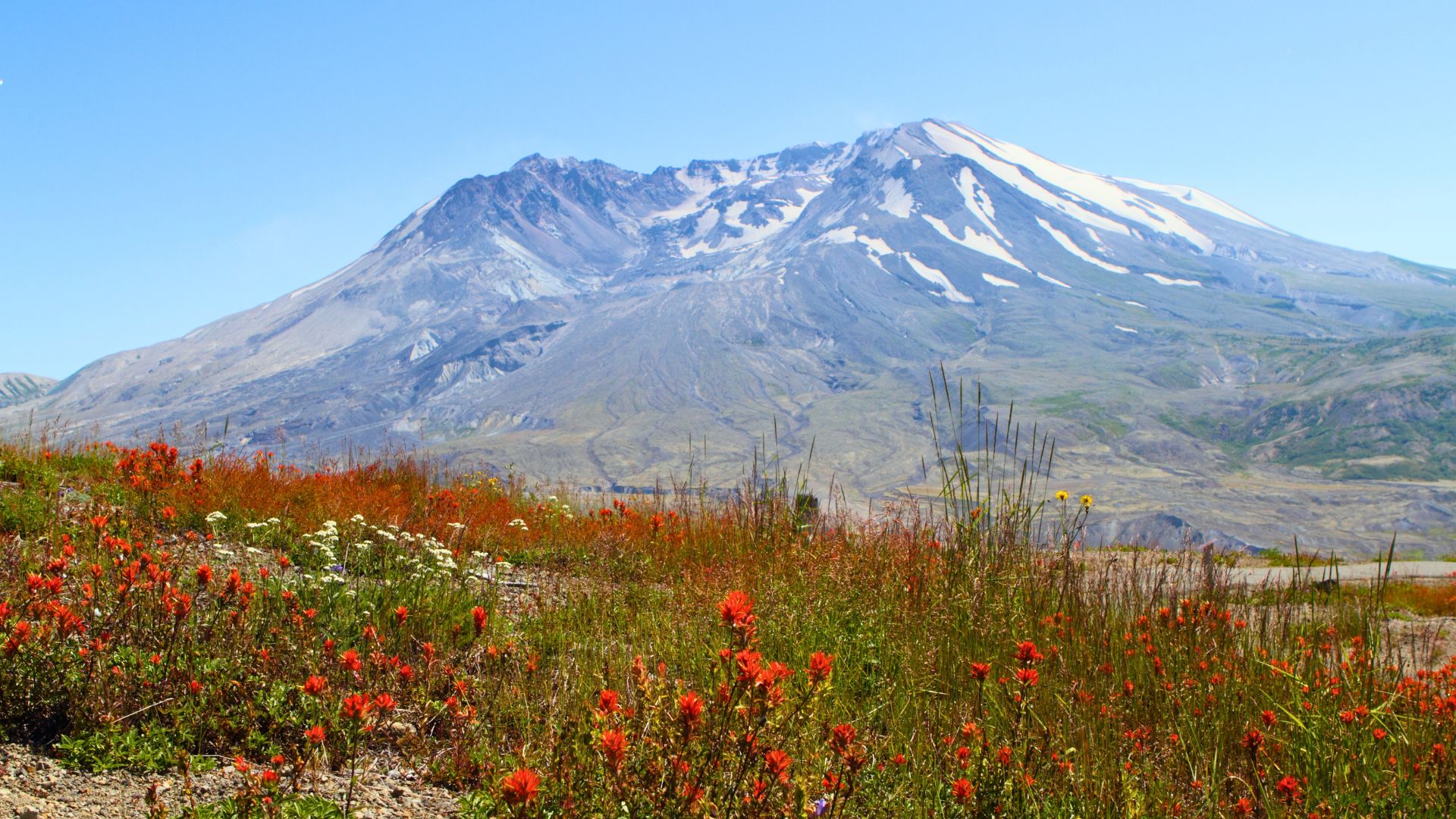 Mount S. Helens sits behind a field of wildflowers